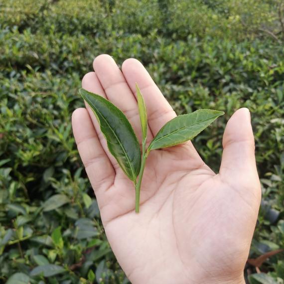 Trà Móc Câu Thái Nguyên: Hương Vị Đậm Đà, Khó Quên Của Vùng Chè Tân Cương